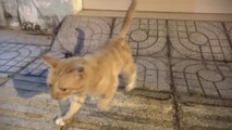 How Cats React When Seeing Stranger 1st Time - Running or Being Friendly 9