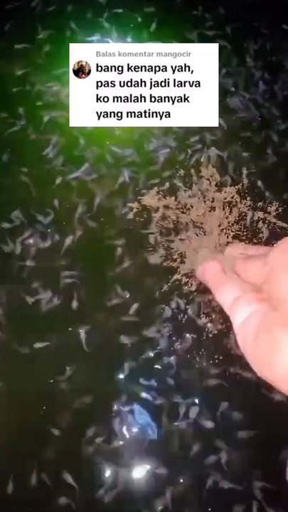 Jangankan 1 Bulan, 1 Minggu saja bibit lele sudah naik ukuran dan beda harganya, bener gak❓