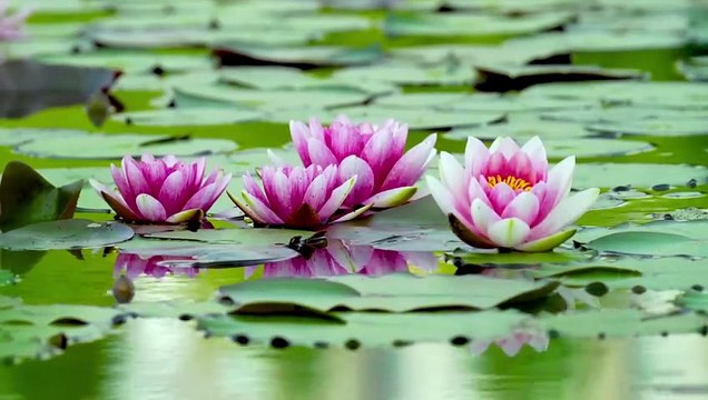 Features of tranquility: soothing melodies that touch the soul and inspire calm