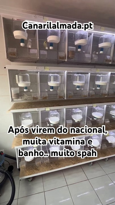 _shorts _canarios _birds _aves _ornitologia _recessivo _nacionalportugal(1080P_HD)