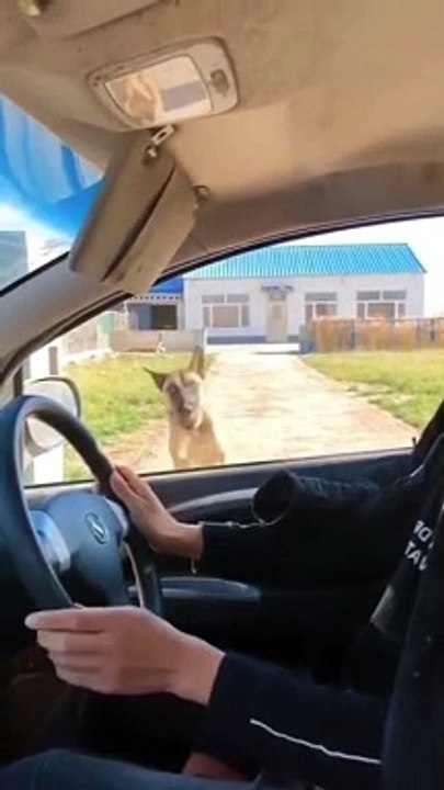 Try not to laugh Funny animals