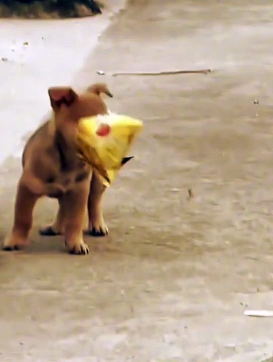 Funny vidéo