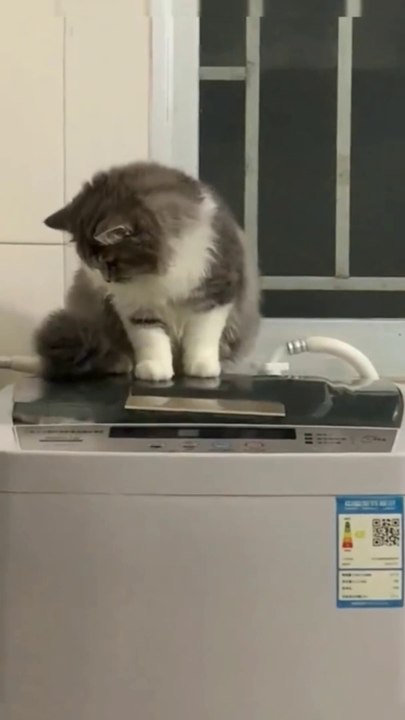 The cat did something
