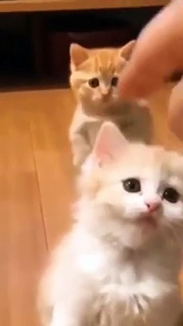 ⁣Baby pets - Cute and Funny pets Compilition