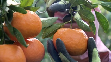 더 달고, 덜 신 감귤...국산 품종 '도전장' / YTN