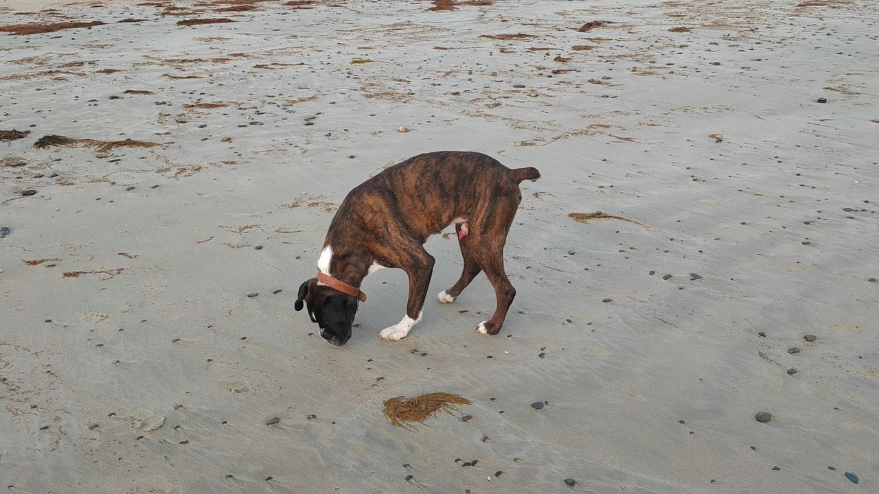 C'est pas mal un os de seiche