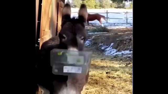 Most Amusing Animal Clips 2023 Challenge Resist Laughter with Funny Dogs and Cats