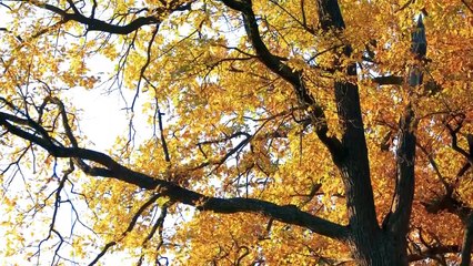 Beautiful Music for Instant Sleep. Meditation Music_ Insomnia, Calm Music, Relaxation