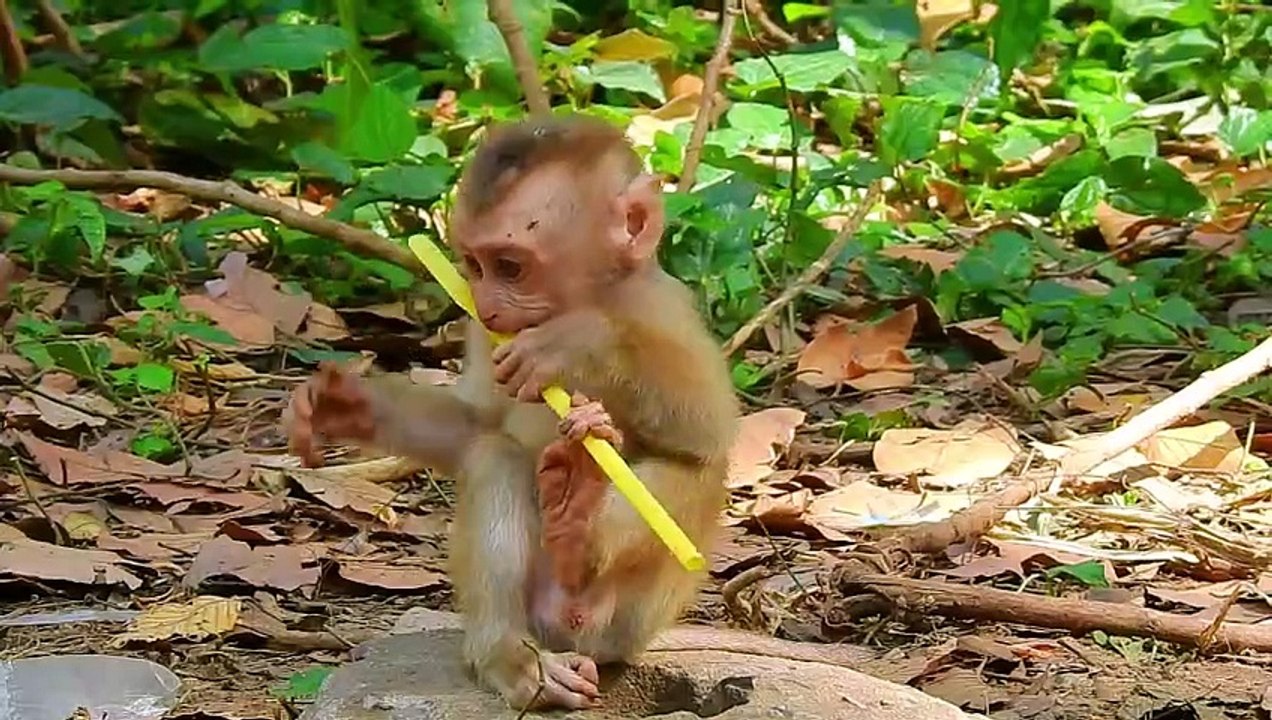 The Prankster Primate: A Baby Monkey's Funny Escapades