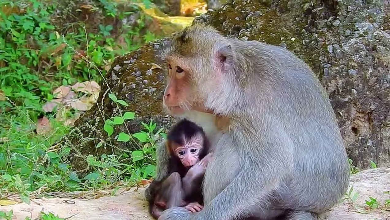 Tree Top Troubles: A Baby Monkey's Hilarious Exploits