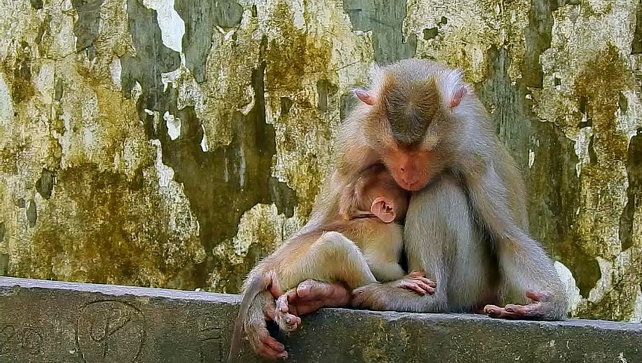The Littlest Ape: A Baby Monkey's Funny Antics
