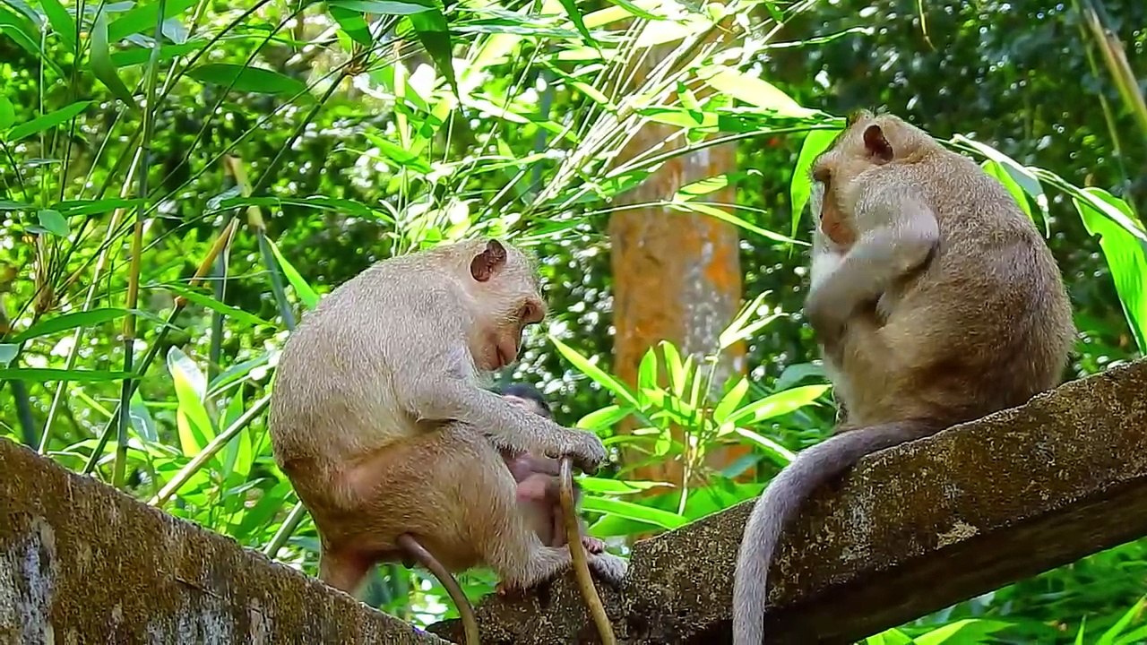The Diapered Primate: Chronicles of a Baby Monkey