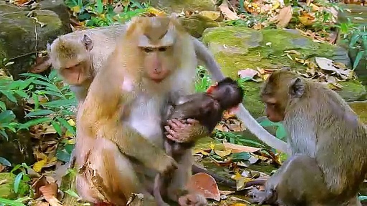 Monkeying Around: The Hilarious Adventures of a Baby Monkey