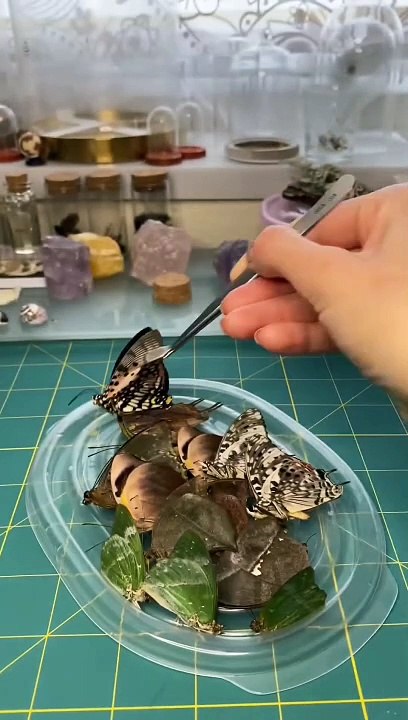 Preserving a dead white Barred Charaxes butterfly @naturalwonders @insects @_Full-HD