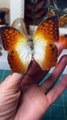 Preserving a dead Forest Pearl Charaxes @butterfly @entomology @insects @res_Full-HD
