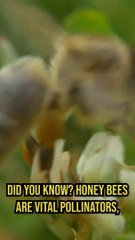 Did you know? Honey bees
