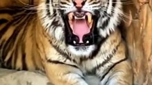 #angry #lion #tiger #sound #subscribe #funnyvideo