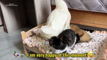 The duck insisted on sleeping with the cat, and the cat hugged the duck tightly. So funny and cute