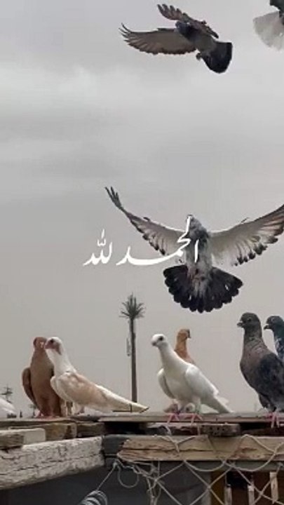 اللهم امين يارب العالمين ♥️