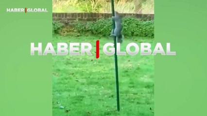 Sincapların kuş yemi çalmaması için direkleri yağlayan kadın şaşırttı: Sincaplar böyle kaydı