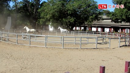 台中后里馬場重振雄風！新增馬匹與成立馬術隊迎來新希望🐎