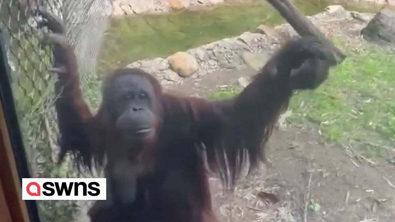 Frecher Orang-Utan fragt Besucher mit Handzeichen nach Süßigkeiten