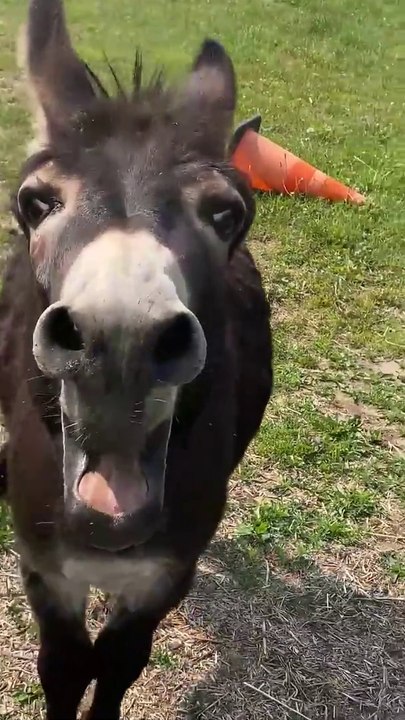 Donkey Has Something Urgent To Say | The donkey has something important to say #shorts