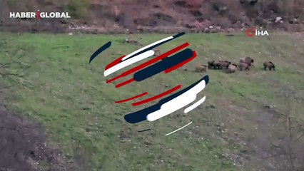 Kütahya'da şaşırtan anlar: Buğday tarlasının ortasında bu halde görüldüler