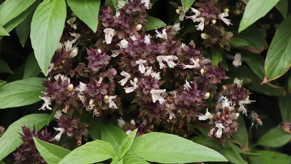 عسل النحل على نبات الريحان