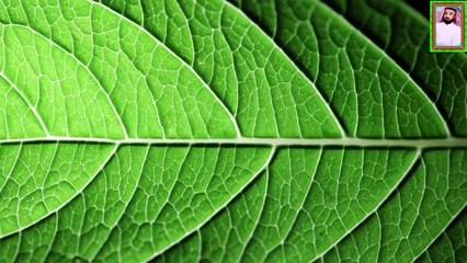 القران الكريم تلاوة خاشعة