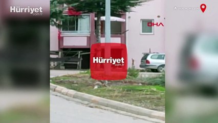 Amasya'da aç kalan tilki kente indi
