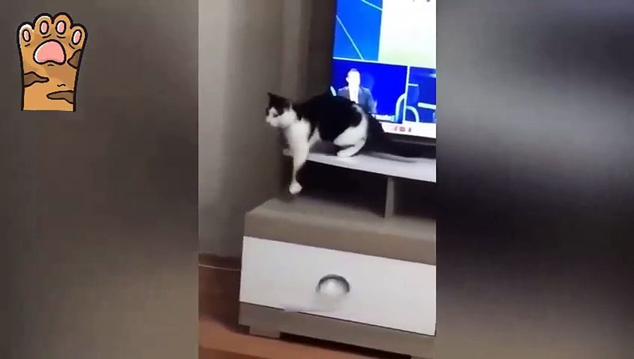 Funny cats