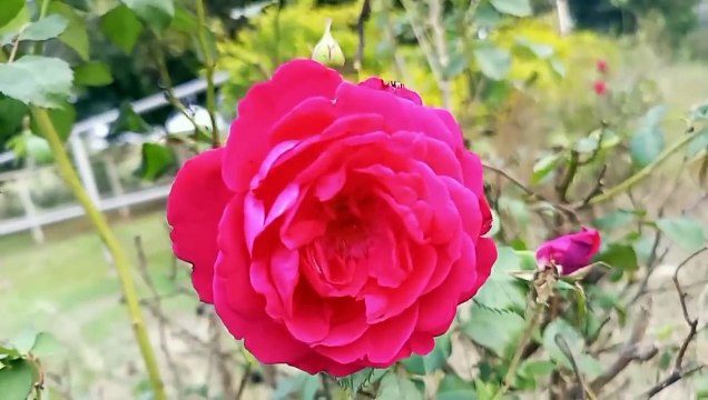 Surah Rahman _ By Qari Nadeem Yousuf _ سورہ رحمٰن55 _Beautiful Recitation _ Edited&7123