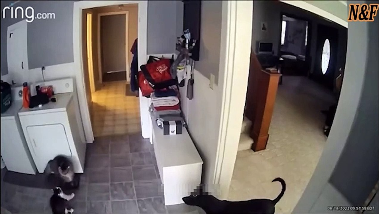 Funniest Cats VS Dogs Videos 6