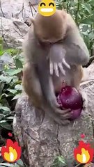 The cute monkey eat onion and crying