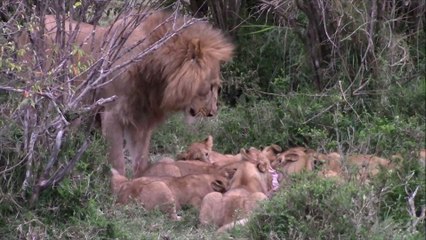 lion cubs eating food