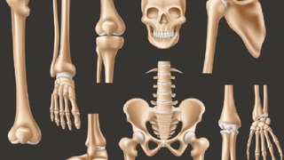 Main components of human skeleton/axial skeleton/appendicular skeleton