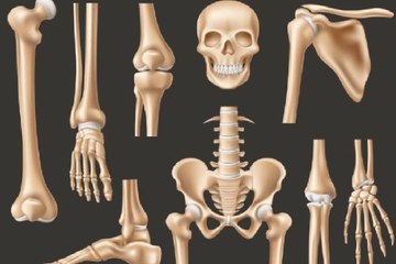 Main components of human skeleton/axial skeleton/appendicular skeleton