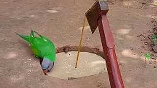 Amazing Quick Unique DIY Parrot Trapping Technique Using Cardboard Box and Axe  #ytshorts #shorts