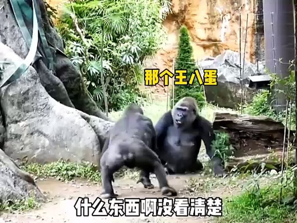 The best friend in the animal world is a good friend! #Animal’s confusing behavior # Damaging Friends #Watch it and laugh again