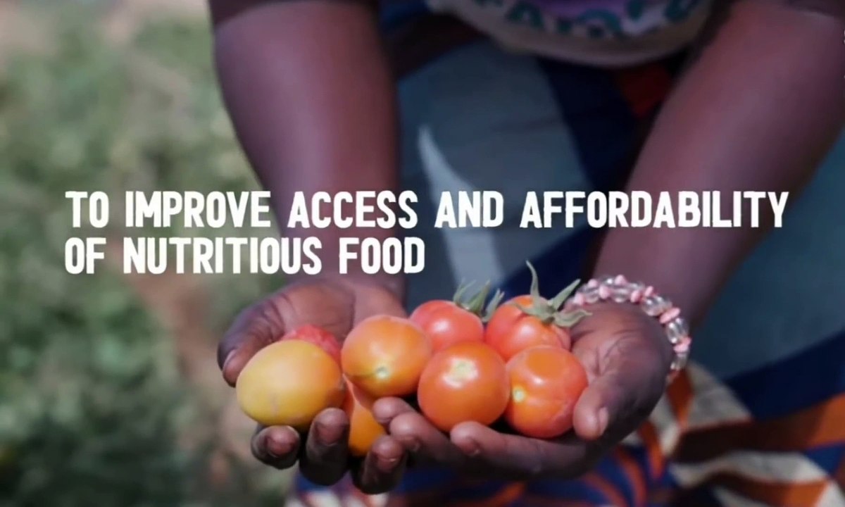 How the Sahara Desert is Turning into a Farmland Oasis