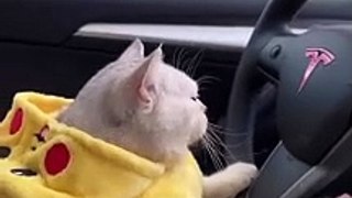 Cat drive a Car   Funny video  #shorts #shortvideo