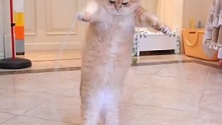 Funny animals -  Funny cats _ dogs -  Funny animal Cat jump rope