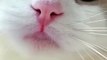Cat Meowing  -- Cat Voice -- Cute Cat Voice Short  Video #shorts #cat #catlover