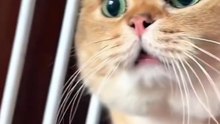 talking cat.
