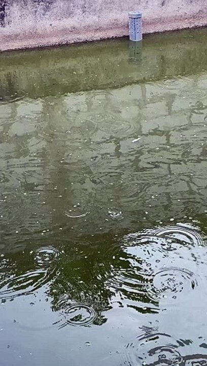 Waspada saat musim hujan, jaga kualitas air kolam untuk mencegah penyakit jamur