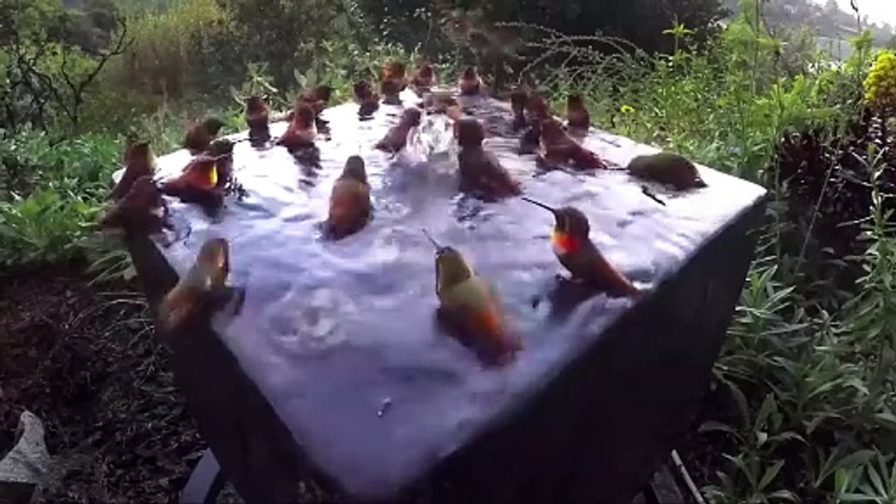 Hummingbird pool party number five!