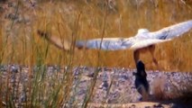 Watch a falcon's breathtaking chase of a lizard  !! | شاهد مطاردة صقر لضب تحبس الانفاس