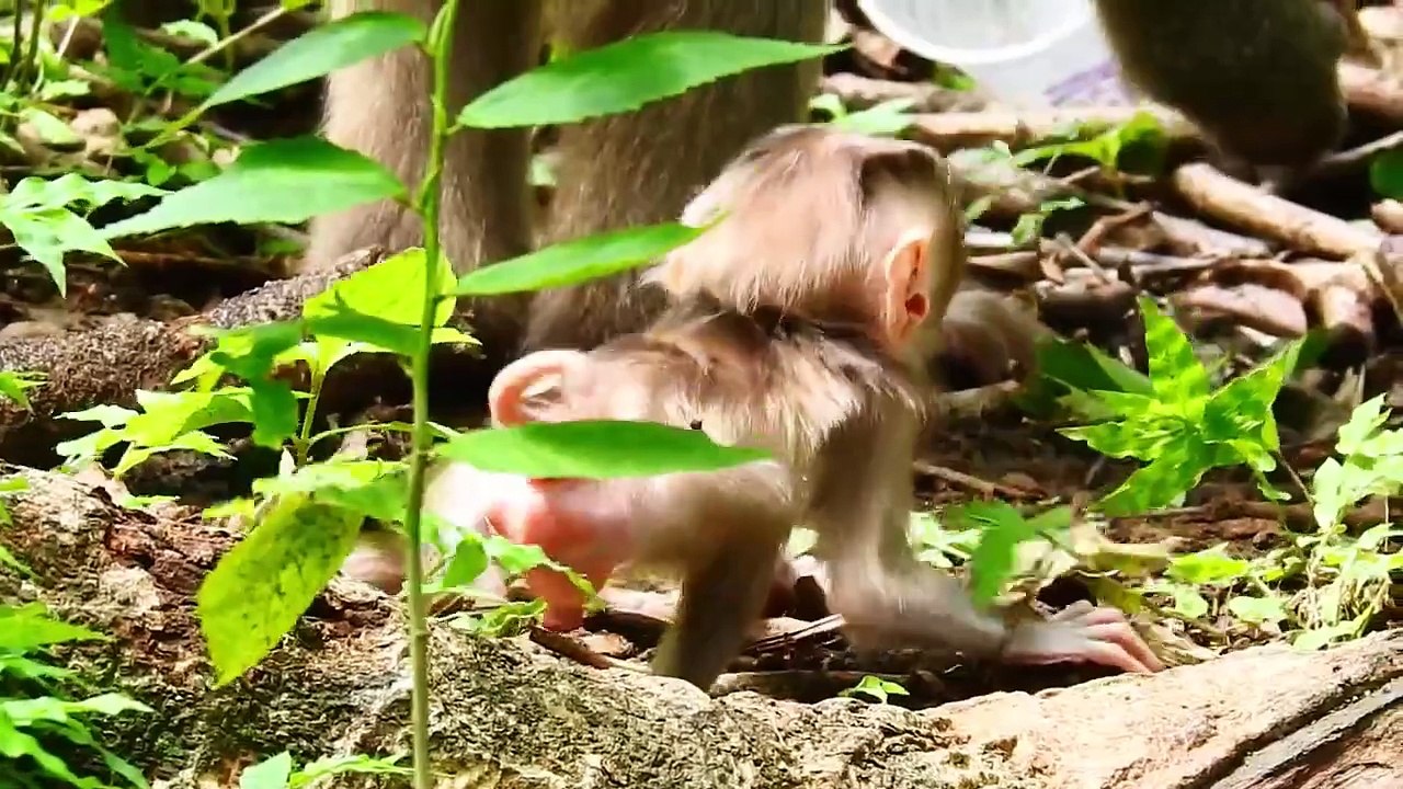 Mother Pinka Is Teaching Cutie Pedro Baby for Walking, Pedro Try Walking Harder (720p_25fps_H264-192kbit_AAC)