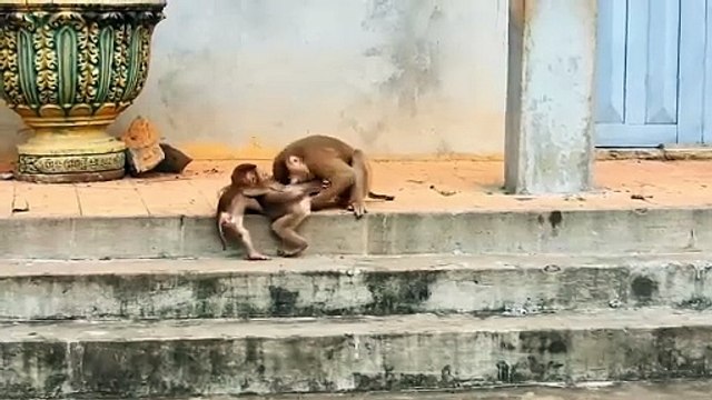 Mother Monkeys Is Looking Rockstar and Saro Fighting With Adult Monkeys (720p_25fps_H264-192kbit_AAC)